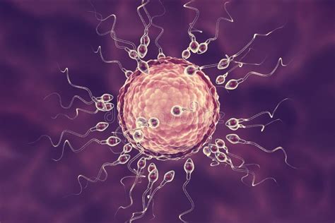 rencontre ovule spermatozoïdes|Comment le sperme rencontre lovule : le parcours de。